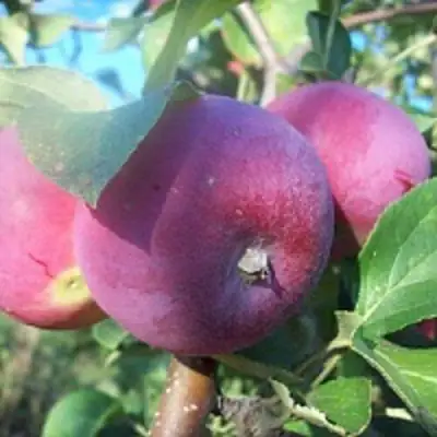 Яблоня СЕРЕБРЯНОЕ КОПЫТЦЕ в Калинковичах