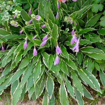 Хоста СТИЛЕТТО гибридная в Калинковичах