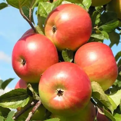 Яблоня ФРИДОМ в Калинковичах