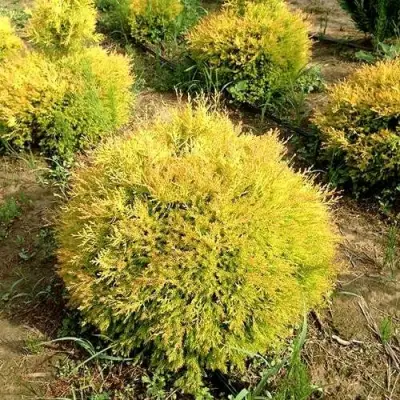 Туя ГЛОБОЗА АУРЕА западная в Калинковичах