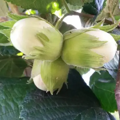 Фундук ЮННАТ в Калинковичах