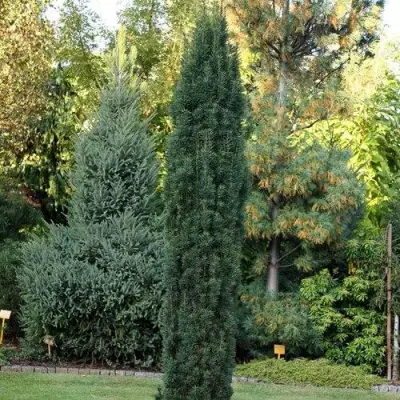 Тис ВОЙТЕК средний  в Калинковичах