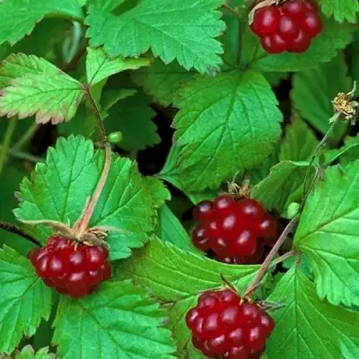 Княженика АУРА в Калинковичах