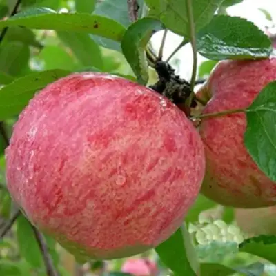 Яблоня ШТРИФЕЛЬ в Калинковичах