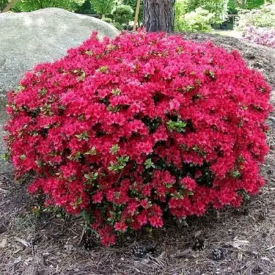 Азалия КАНЗОНЕТТА японская в Калинковичах