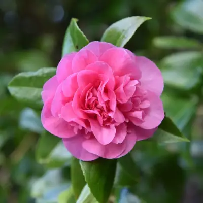 Камелия ДЕББИ в Калинковичах