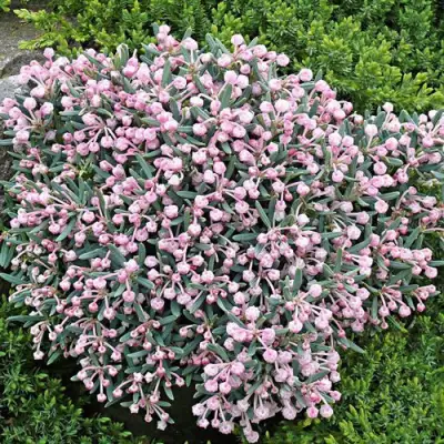 Андромеда БЛЮ АЙС многолистная   в Калинковичах