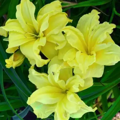 Лилейник ДАБЛ РИВЕР ВАЙ гибридный в Калинковичах