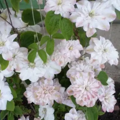 Клематис ИННОСЕНТ БЛАШ в Калинковичах