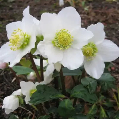 Морозник ЧЕРНЫЙ в Калинковичах