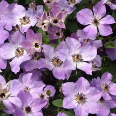 Клематис МОНИНГ СКАЙ в Калинковичах