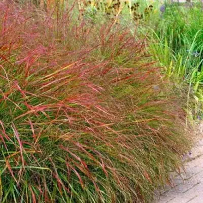 Просо ШЕНАНДО прутьевидное в Калинковичах