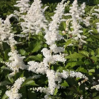 Астильба ДОЙЧЛАНД японская в Калинковичах