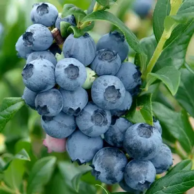 Голубика ХАРДИБЛЮ в Калинковичах