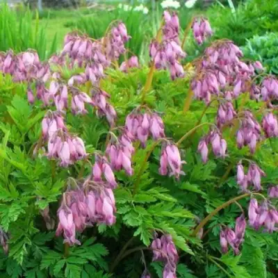 Дицентра изящная в Калинковичах