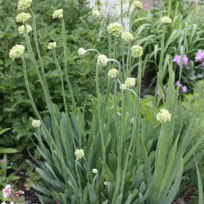 Лук слизун в Калинковичах