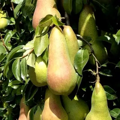 Груша КОНКОРД в Калинковичах