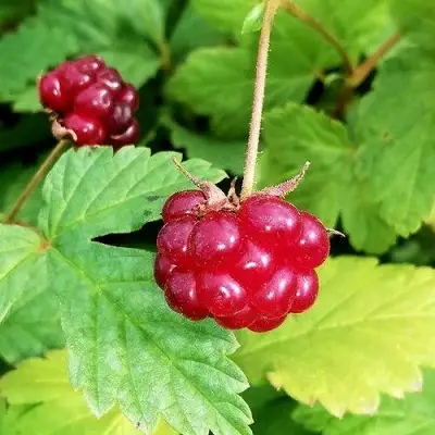 Княженика АННА в Калинковичах