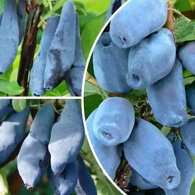 Комплект СИЯНИЕ ГЛАЗ в Калинковичах