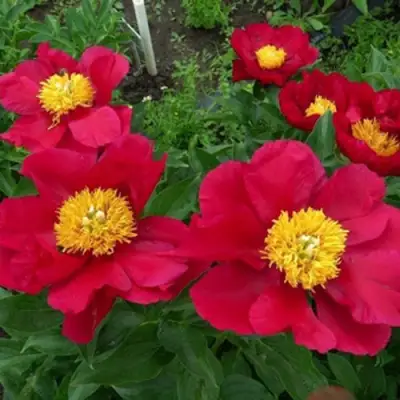 Пион АМЕРИКА травянистый в Калинковичах