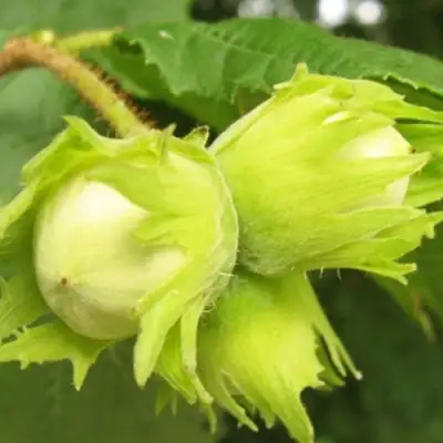 Фундук КАТАЛОНСКИЙ в Калинковичах