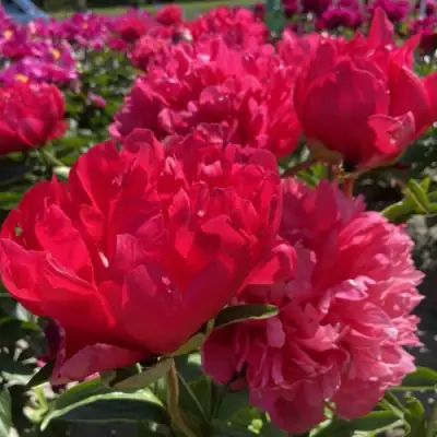 Пион БЕЛГРАВИЯ травянистый в Калинковичах