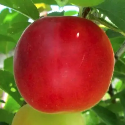 Плумкот БИРИКОККОЛО БОЛОГНЕС в Калинковичах