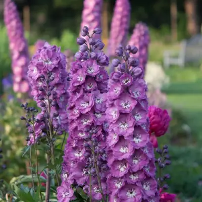 Дельфиниум ДЕЛЬФИС ПИНК ПАУЭ высокий в Калинковичах