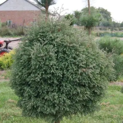 Туя вересковидная в Калинковичах