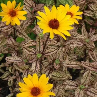 Гелиопсис САММЕР ПИНК в Калинковичах