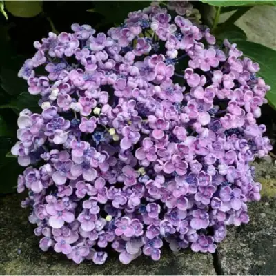 Гортензия АИША крупнолистная  в Калинковичах