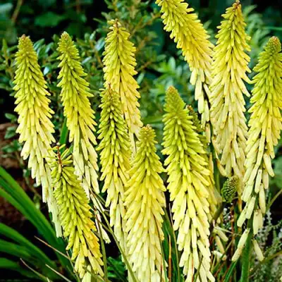 Книфофия ЛИТТЛ МЕЙД гибридная в Калинковичах