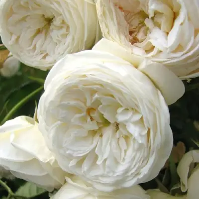 Роза АРТЕМИС шраб в Калинковичах