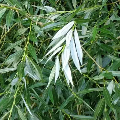 Ива ломкая  в Калинковичах