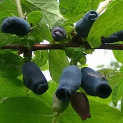 Жимолость съедобная НАРЫМСКАЯ в Калинковичах