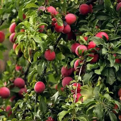 Слива КЛЕОПАТРА в Калинковичах