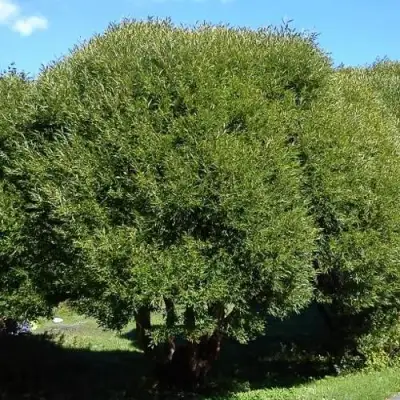 Ива ломкая  в Калинковичах