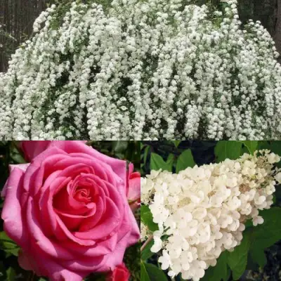 Комплект ВЕЧНАЯ КЛАССИКА в Калинковичах