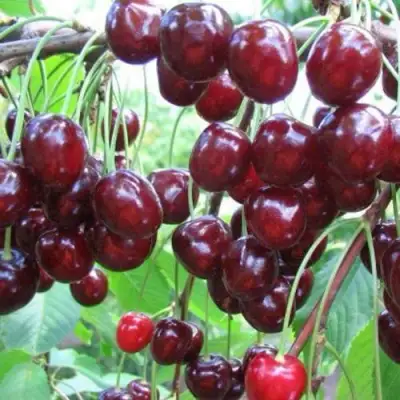 Черешня ОВСТУЖЕНКА в Калинковичах