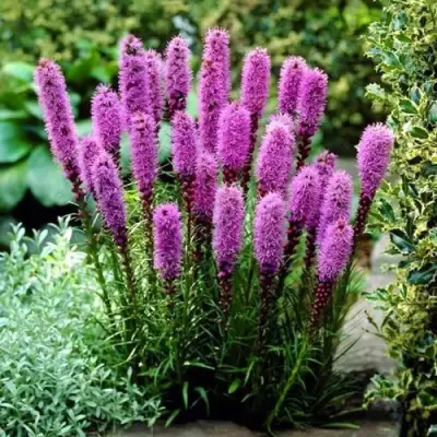 Лиатрис РОЗЕА колосковая в Калинковичах