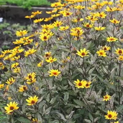 Гелиопсис САММЕР ПИНК в Калинковичах