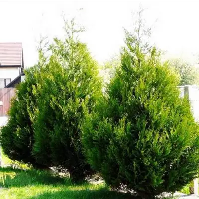 Туя АТРОВИРЕНС складчатая в Калинковичах