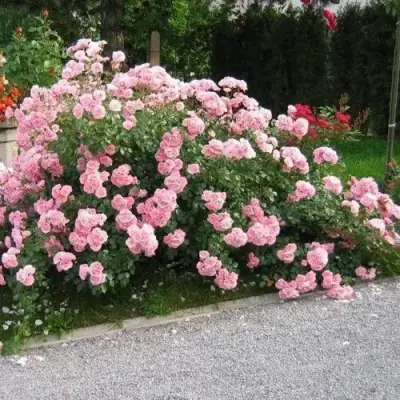 Роза БОНИКА флорибунда в Калинковичах