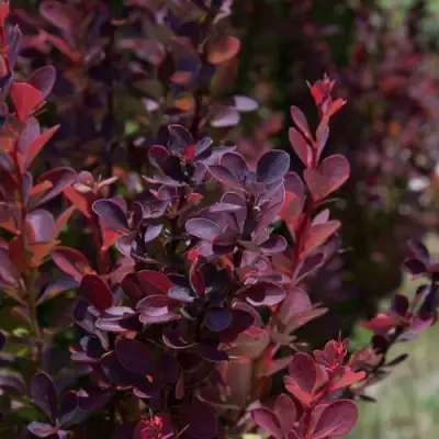 Барбарис ХЕЛМОНД ПИЛЛАР тунберга в Калинковичах