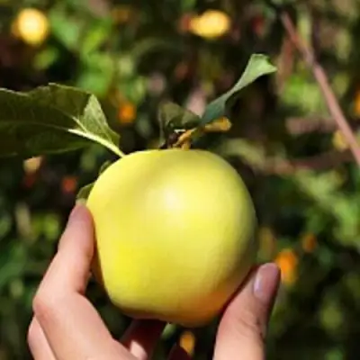 Яблоня РОССИЯНКА в Калинковичах