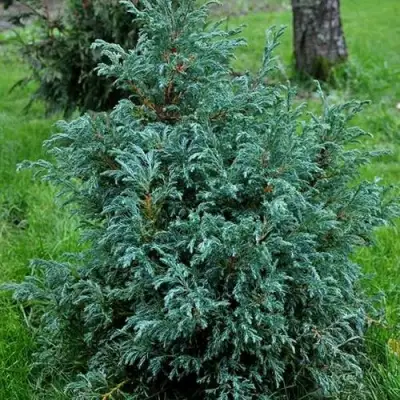 Кипарисовик БЕБИ БЛЮ горохоплодный в Калинковичах