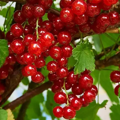 Смородина красная НАТАЛИ в Калинковичах