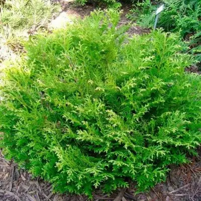 Туевик НАНА долотовидный  в Калинковичах