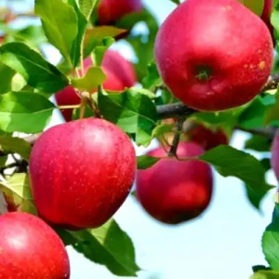 Яблоня МОДИ в Калинковичах