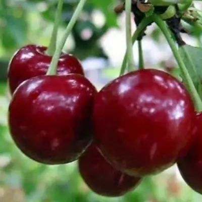 Вишня ГРИОТ БЕЛОРУССКИЙ в Калинковичах